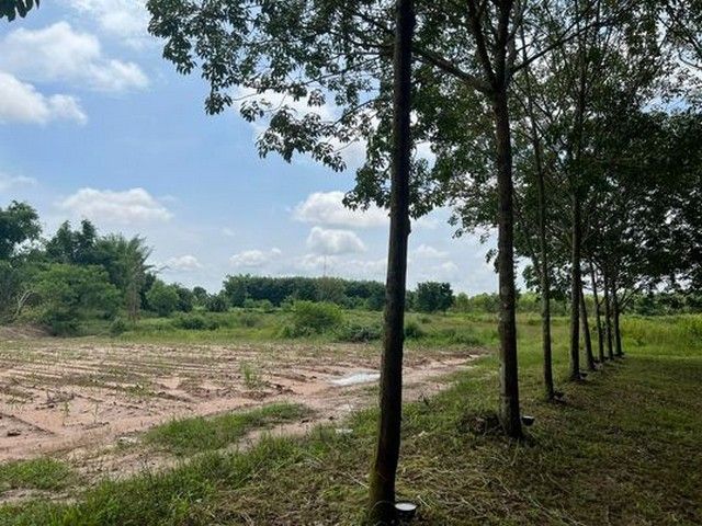 ขายที่ดิน - ขายที่ดิน 42ไร่ 8ล้านบาท โฉนดครุฑเขียว นส3ก. ถนนเข้าออก ต.หนองพันทา อ.โซ่พิศัย บึงกาฬ