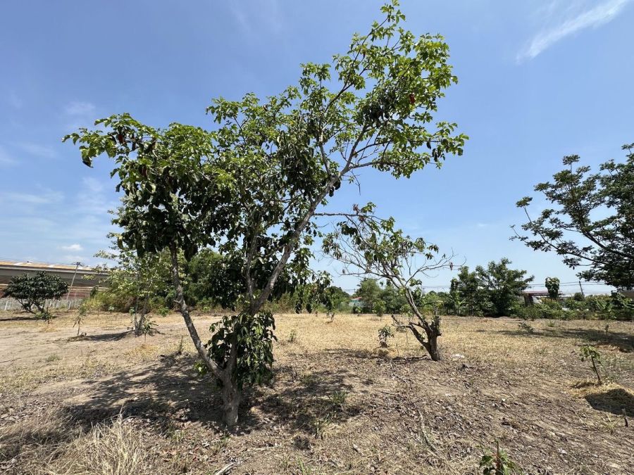 ขายที่ดิน - ขายที่ดิน 1 ไร่ 3 งาน ถมแล้ว ที่สวย บรรยากาศดี ร่มรื่น เงียบสงบ ปลอดภัย ใกล้แหล่งท่องเที่ยว ใกล้ชุมชน OTOP