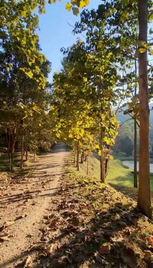 - ขายที่ดินพร้อมต้นสักมีลำธารน้ำห่างโรงเรียนนานาชาติเปรม 500เมตร