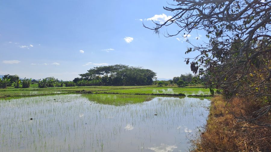 - ขายด่วนขายถูกไร่นาสวนผสมมีโฉนด 6ไร่กว่า บ้านหนองผ้าขาว ต.น้ำดิบ อ.ป่าซาง จ.ลำพูน