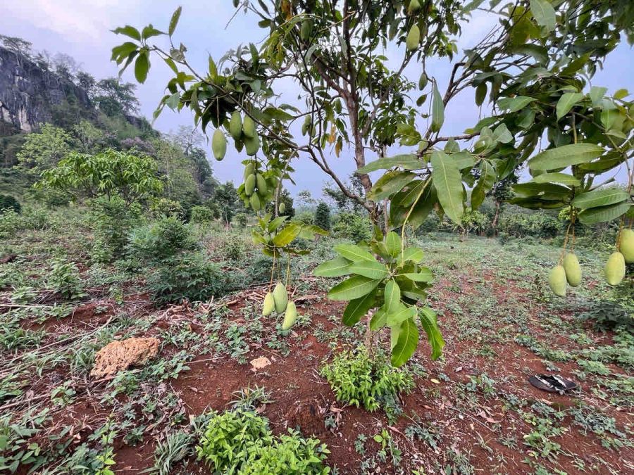 - ขายที่ดินวิวสวยติดเขา2ไร่ 2แปลงติดกันแปลงละ700000 รวม4ไร่1,400,000