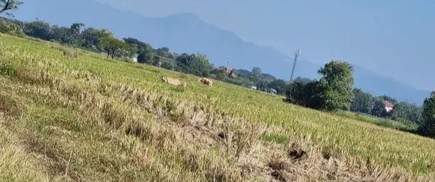 - ขาย-เช่าที่ดินตำบลร้องวัวแดงสันกำแพงแปลงใหญ่โฉนดพร้อมโอน