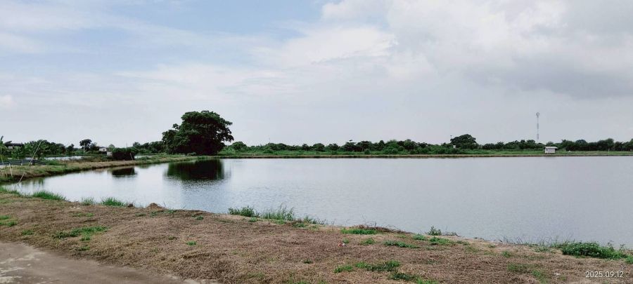 - ขายที่ดิน บางปลา (คลอง2) สมุทรปราการ ยังไม่ถม