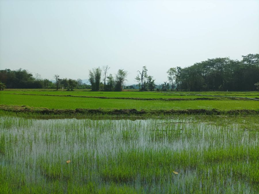 - ขายที่ดิน 16ไร่1งาน ต.สง่าบ้าน อ.ดอยสะเก็ด จ.เชียงใหม่