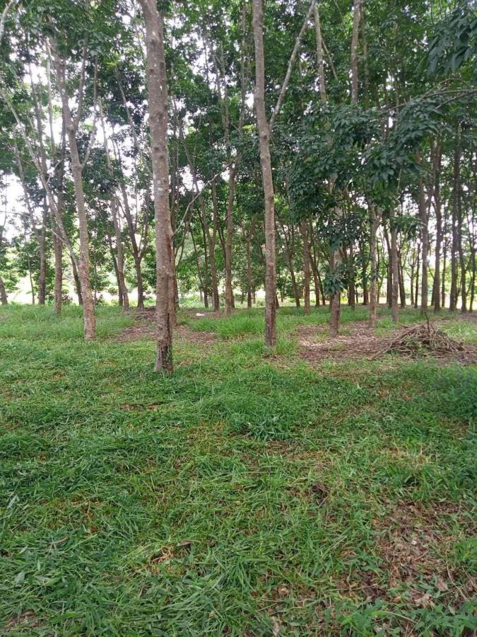 - ขายสวนยาง 3.1ไร่ 60 ตรว ติดถนนสายหลัก ทำเลดี อำเภอขุนตาล จังหวัดเชียงราย