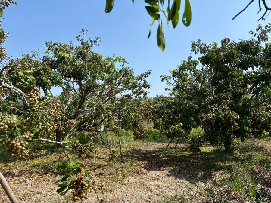 - ขายด่วน ที่ดินสวนลำไยทำเลดี อ.หางดง จ.เชียงใหม่