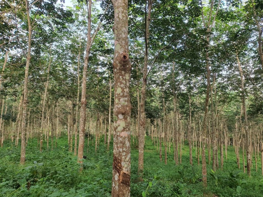 - ขายที่ดินเปล่า 339-1-17 ไร่ (ต.ทุ่งห้วช้าง อ.ทุ่งหัวช้าง จ.ลำพูน)