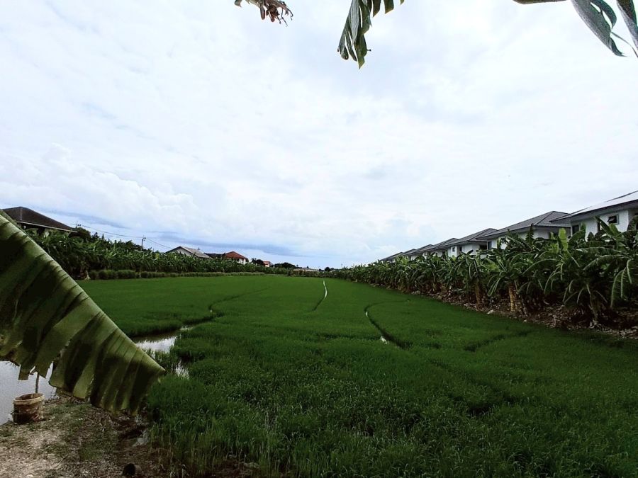 - ขายที่ดิน 12 ไร่ (4,800 ตารางวา) ตำบลบ้านใหม่(บางคูรัด) อำเภอบางใหญ่ จังหวัดนนทบุรี