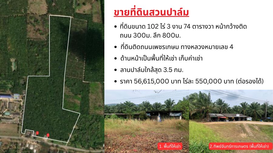 - ที่ดินสวนปาล์ม 102 ไร่ 3 งาน 74 ตารางวา อ.กะเปอร์ จังหวัดระนอง