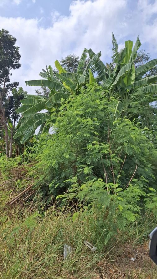 - ขายที่ดินถมแล้ว 6 ไร่เศษ ใกล้อ่างเก็บน้ำรัชโลทร ต.วัดสุวรรณ อ.บ่อทอง จ.ชลบุรี