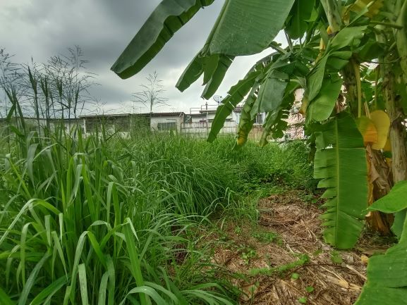 - ขายที่ดิน 84 ตารางวา ซอยลาดพร้าว 65 แขวงสะพานสอง เขตวังทองหลาง