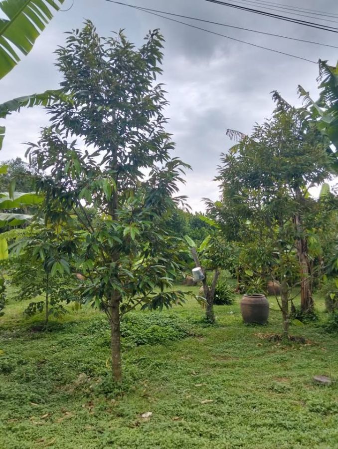 - ขายที่ดินพร้อมสวนผลไม้ 290 ตรว ดงละคร นครนายก ใกล้กรุงเทพฯ ขาย 1.75 ล้านบาท
