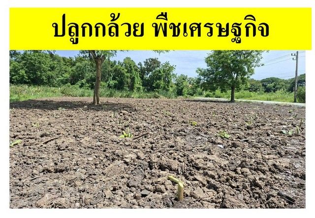 - ขายที่ดินเปล่าแปลงมุม ถมแล้ว ซอยเทคโนโลยีแหลมทอง ทำเลศักยภาพ อำเภอเมืองปทุมธานี