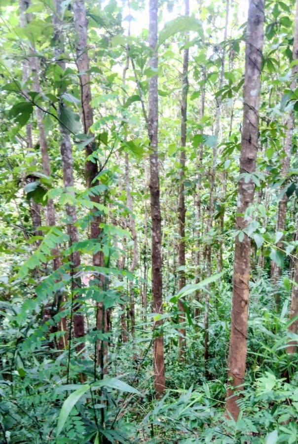- ที่ดินพร้อมสวนสัก ติดถนนคอนกรีตสาธารณะ ใกล้ชุมชน อ.ท่าวังผา น่าน