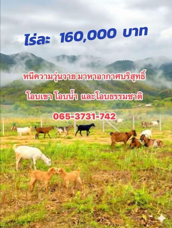- ที่ดิน ไร่ละ 160,000 บาท เป็นเนินเขาสวย โอบน้ำ ล้อมรั้วแล้ว เพชรบุรี