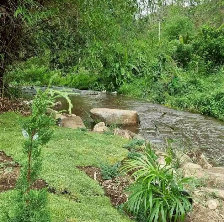 - ขายที่ดินตำบลห้วยแก้ว แม่ออนบ้านปางจำปี โฉนด