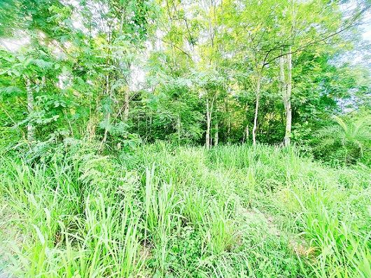 - ที่ดินรูปแปลงสวย 2แปลง พื้นดินสูงเท่าถนน ติดถนนเส้นหลัก น้ำ-ไฟถึง บรรยากาศดีมาก ใกล้แหล่งท่องเที่ยว อ.เวียงเก่า ขอนแก่น