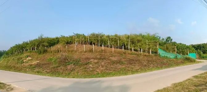 - ขายสวนส้มบ้านห้วยเดื่ิอแม่ข่าฝางดินดีผลผลิตงามพร้อมโอน