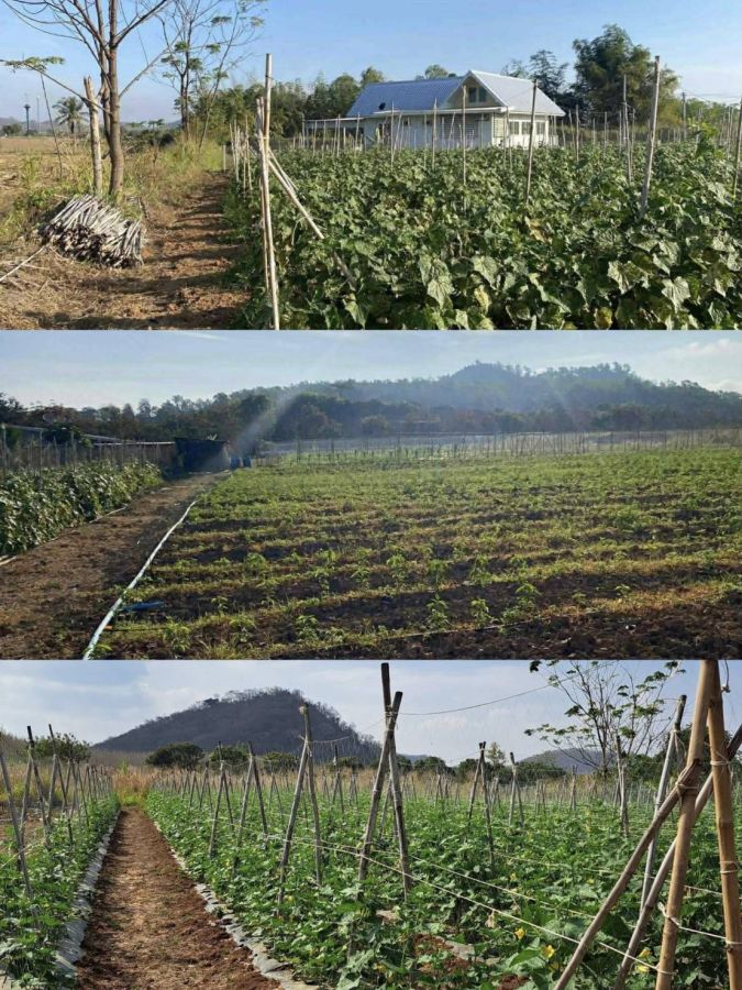 - ขายที่ดินปากช่อง คลองม่วง เขาใหญ่ 4 ไร่ ขายถูกไร่ละ 1.2 ล้าน วิวเขาสวย พร้อมบ้านพัก ที่สูง อากาศดี แปลงสวยใกล้ภูเขา เหมาะปลูกบ้านพักตากอากาศ น้ำไฟครบ