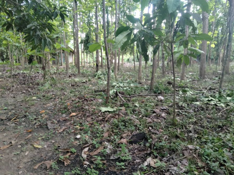 - ที่สวนแถวตำบลสะลวง แม่ริม ร่มรื่น ถมแล้ว หน้ากว้างๆ ติดถนน ไฟฟ้า และน้ำประปาถึงเนื้อที่โฉนด 1 ไร่ เพียง 1 ล้าน