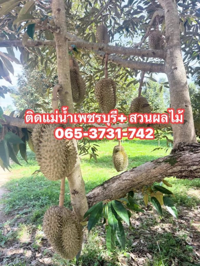- ที่ดินสวนทุเรียน แก่งกระจาน ติดริมแม่น้ำเพชรบุรี มรดกโลก