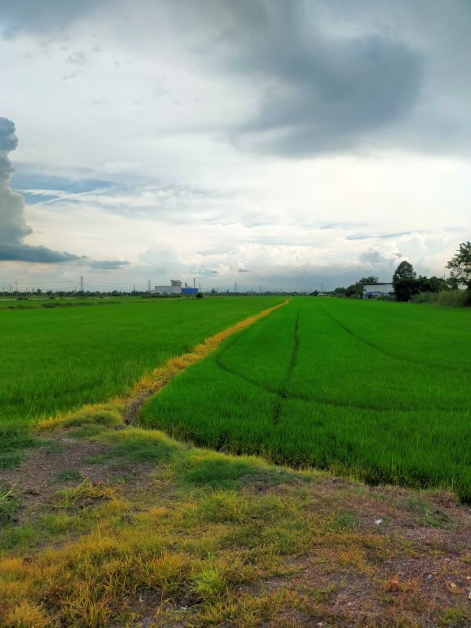 - ที่ดินเหมาะสร้างโรงงาน 92 ไร่ พื้นที่สีม่วง อยู่ อ.ไทรน้อย จังหวัดนนทบุรี