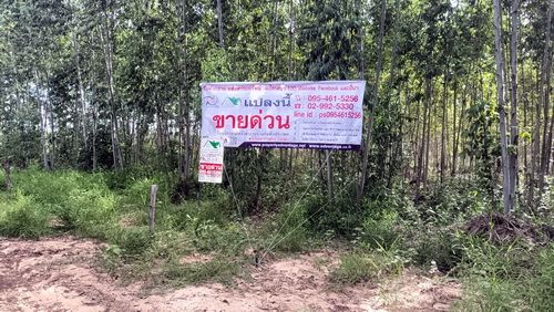 - ที่ดินพร้อมสวนป่ายูคาลิปตัส 20-0-18 ไร่ (2แปลงติดกัน) สันป่าตอง นาเชือก มหาสารคาม