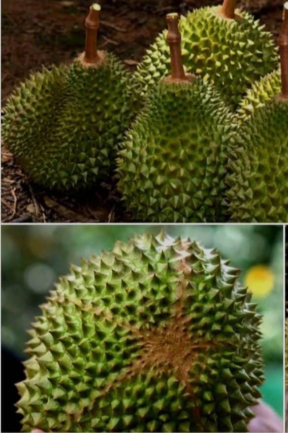 - ขายหรือให้เช่าถูกมาก!! ที่ดิน 21-2-10 ไร่ วิวเขาสวย ติดถนน พร้อมสวนทุเรียน ลำไย อ.สอยดาว จ.จันทบุรี