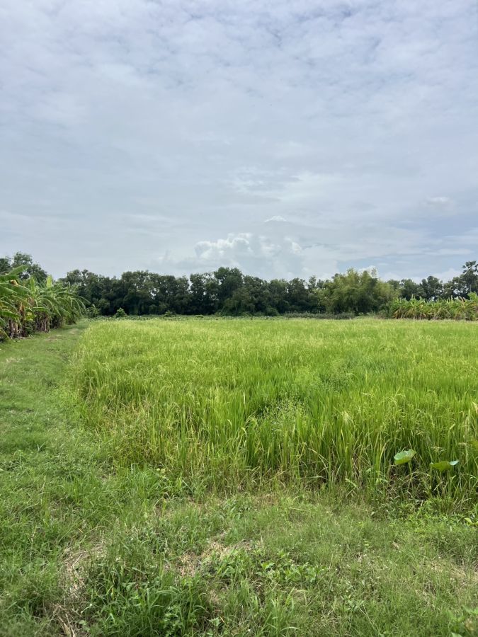 - ที่ดินเหมาะสำหรับทำบ้านสวน ซื้อเก็บเก็งกำไร คลอง 11หนองเสือ