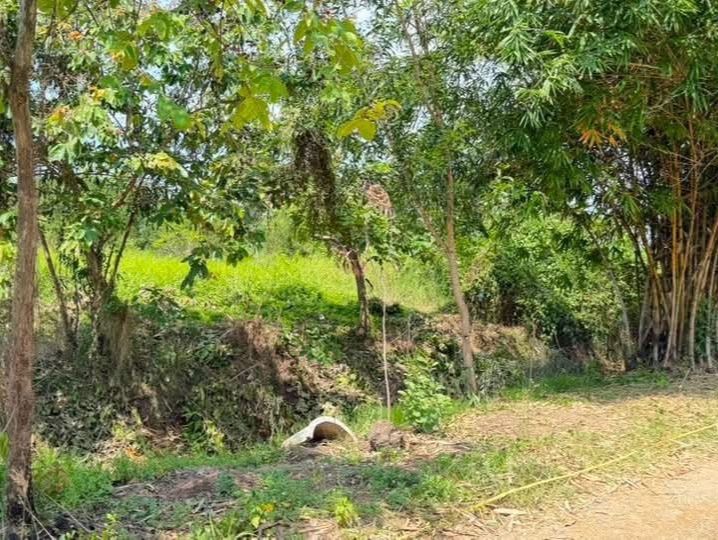 - คลอง 5 คลองหลวง จ.ปทุมธานี ใกล้จุดขึ้นลงมอเตอร์เวย์หมายเลข 9