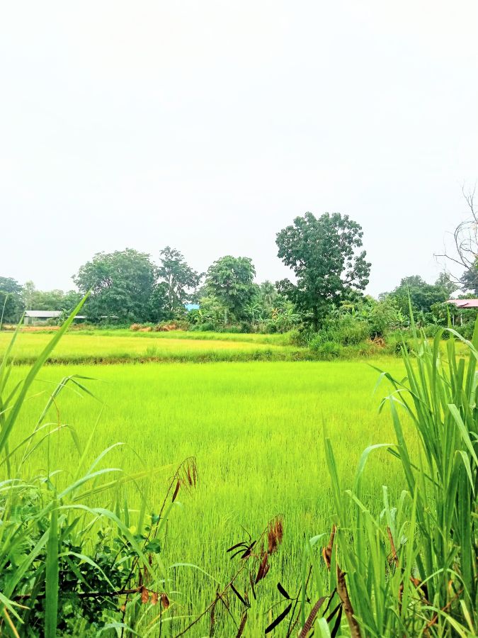 - ที่นามีโฉนด ในชุมชน ติดถนนคอนกรีต มีไฟฟ้า อ.ชำนิ บุรีรัมย์