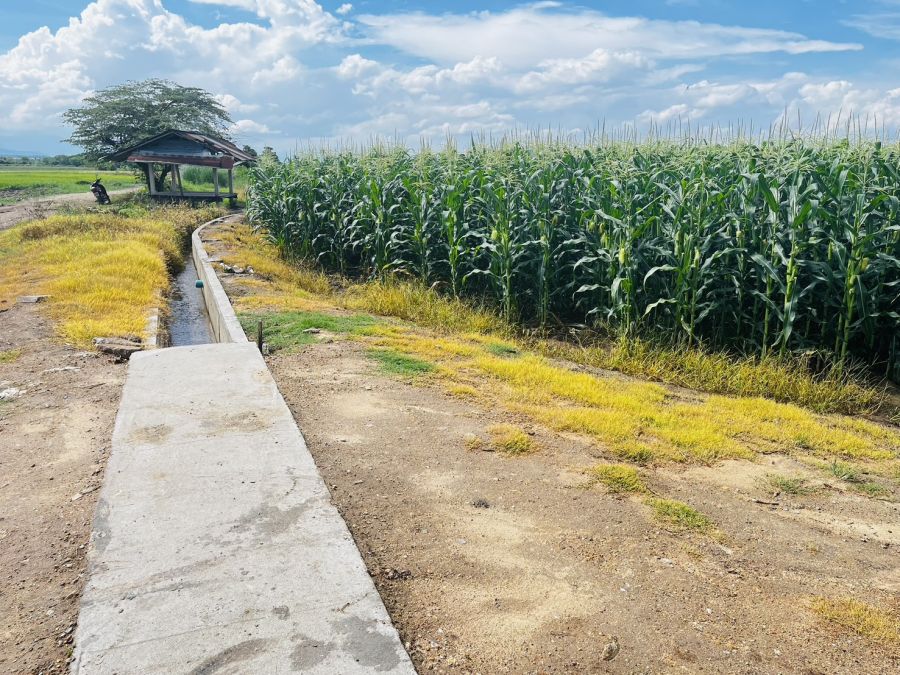 - ที่ดินติดคลองชลประทาน ดินดี น้ำดี มีน้ำสมบูรณ์ตลอดปี จำนวน 4 ไร่