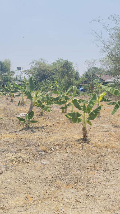- ขายที่ดิน สวยๆ 563 ตารางวา เชียงใหม่Beautiful land for sale in Chiang Mai
