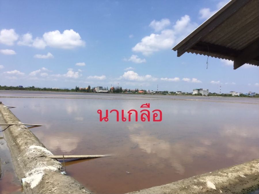 - ขายด่วน ที่ดินนาเกลือ 74 ไร่ จ.เพชรบุรี ตามหานายทุน ลงทุนระยะยาม คุ้มสุดๆ