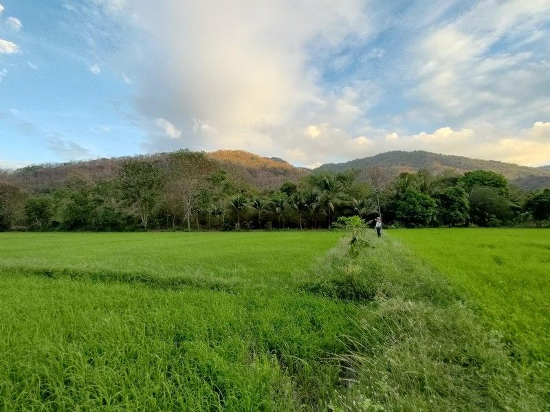 - ขายที่ดิน ติดภูเขา ช่องมะเฟือง เนื้อที่ 9 ไร่ ติดภูเขา ติดลำรางน้ำสาธารณะ วิวสวยมาก