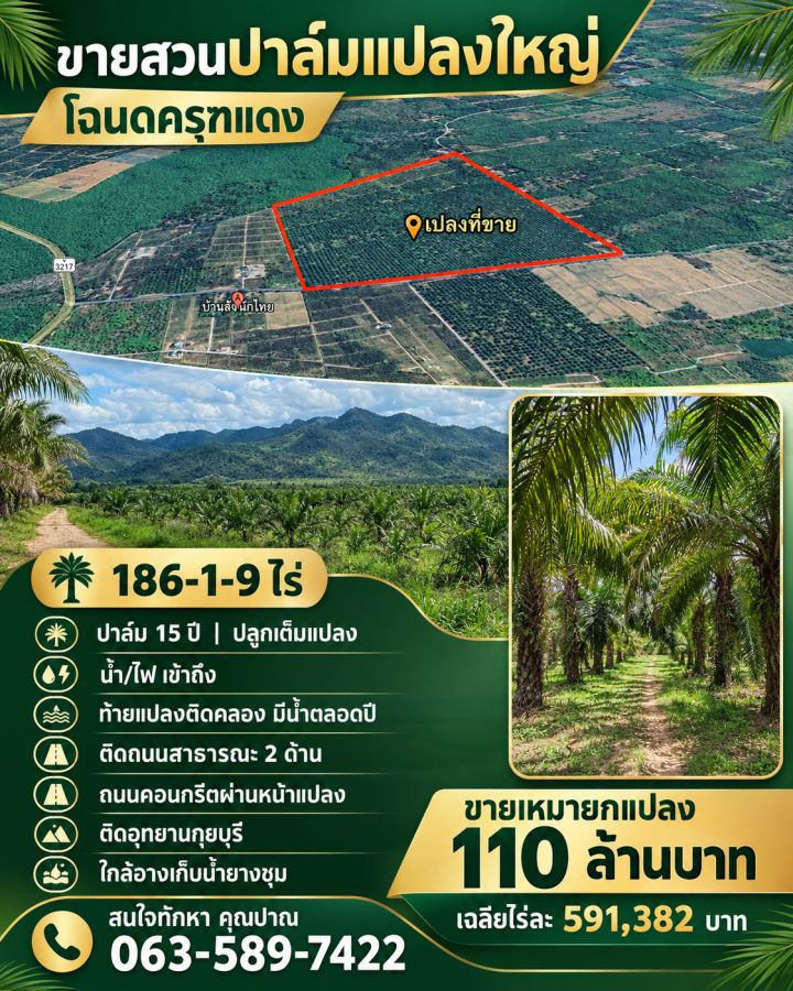 - ขายสวนปาล์มแปลงใหญ่ วิวเขา เนื้อที่รวม 186-1-9 ไร่ ตำบลหาดขาม อำเภอกุยบุรี จังหวัดประจวบคีรีขันธ์