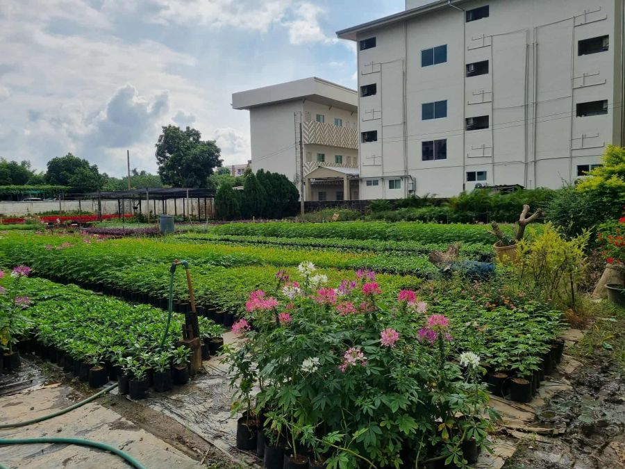 - ขายที่ดินทำเลดีเจ็ดยอดใกล้ Maya Lifestyle พร้อมโอน