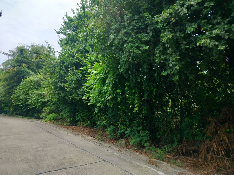 - ที่ดินบางรักน้อย 245.7 ตร.ว(ยังไม่ถม) *หน้ากว้างติดถนนซอย 24 ม. ลึก 40ม.